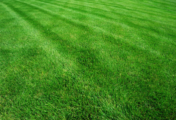 lawn7